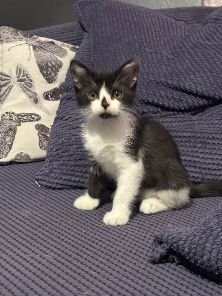 Mixed kitten 