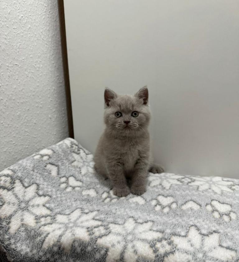 Chocolate & lilac British shorthair & longhair kittens 