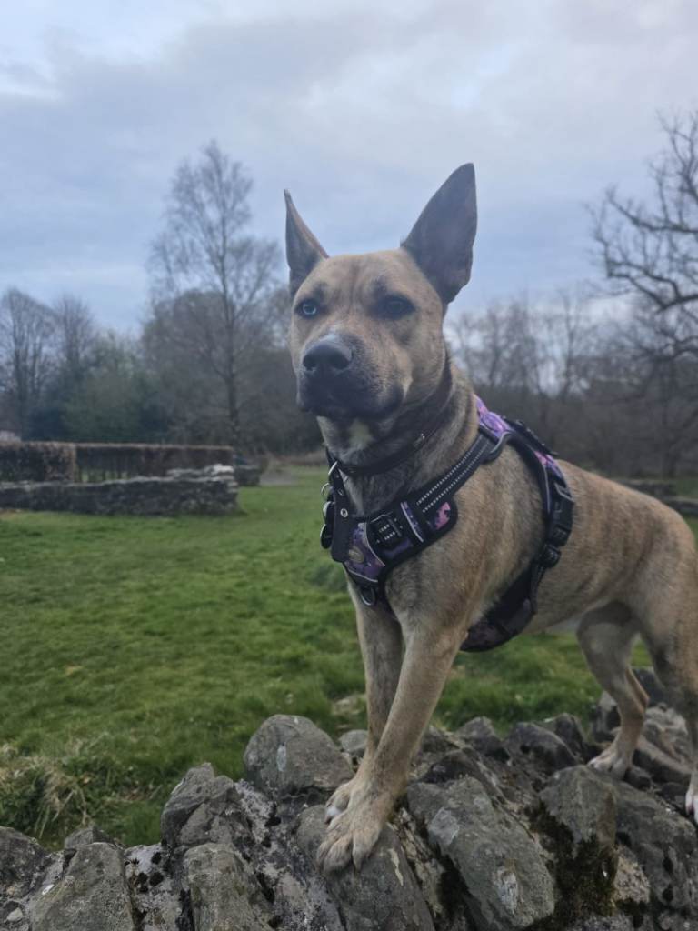 Staffy/husky looking for her forever home