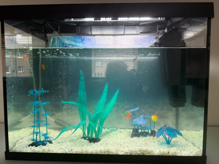 Fish tank including fish 