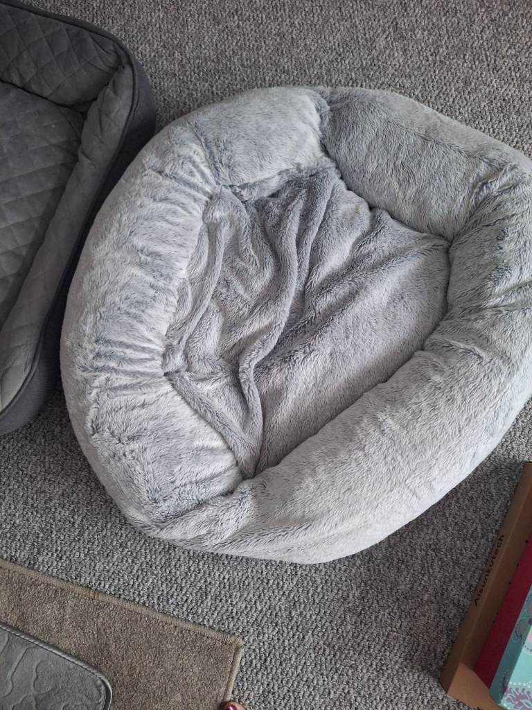 Small dog ed 