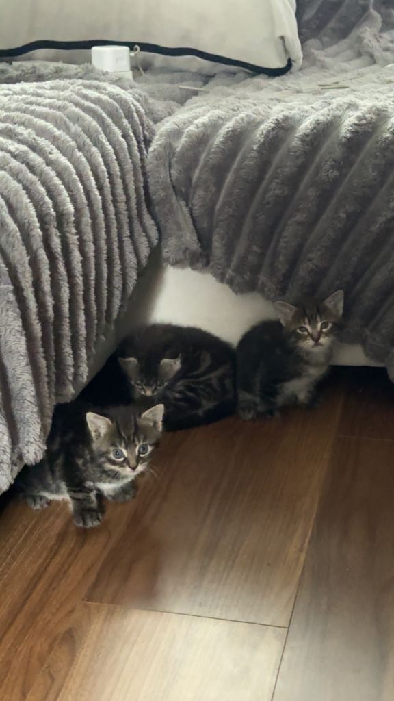 Tabby cats 2 females 1 male