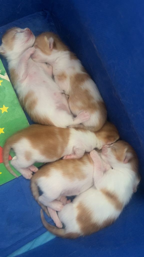 Kittens ready 18th june