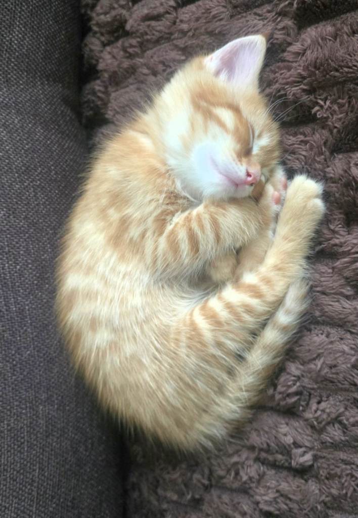 Adorable 8 week male kittens for sale 