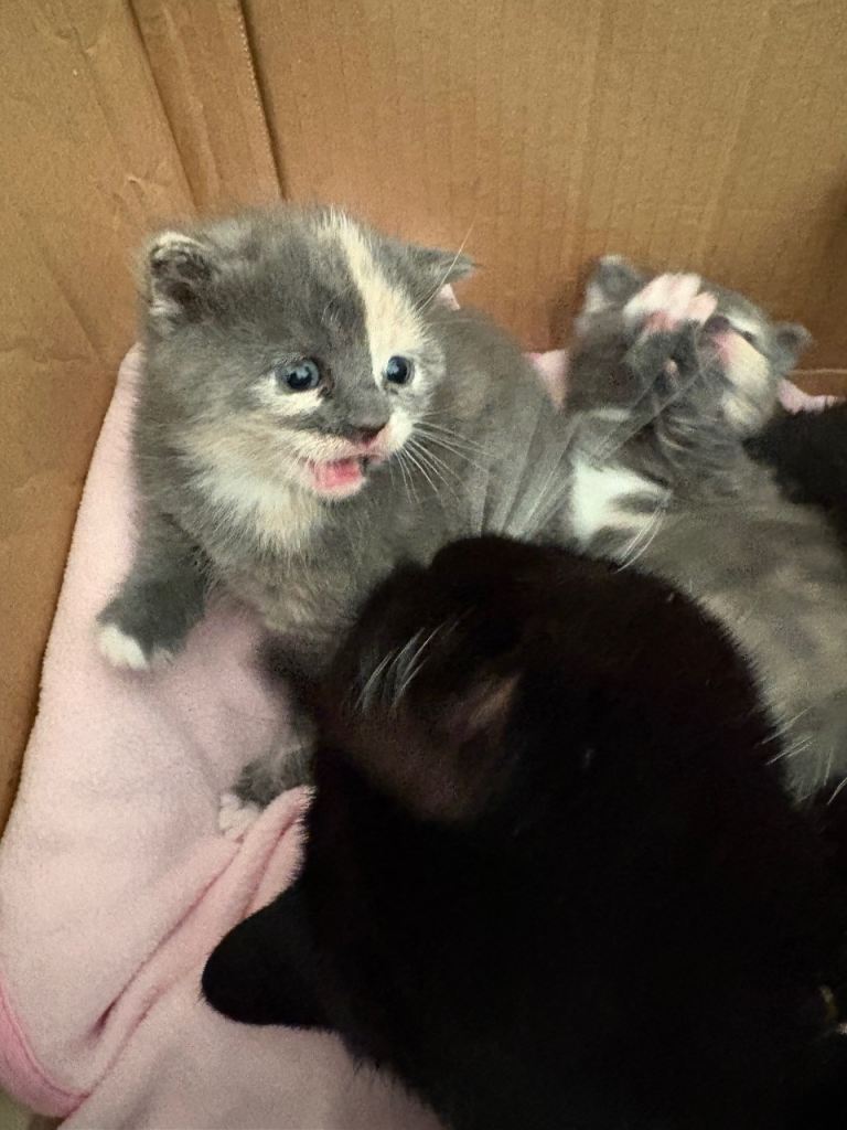 One sold Kittens Half Persian blue point  Calico 2 Male 2 Female 
