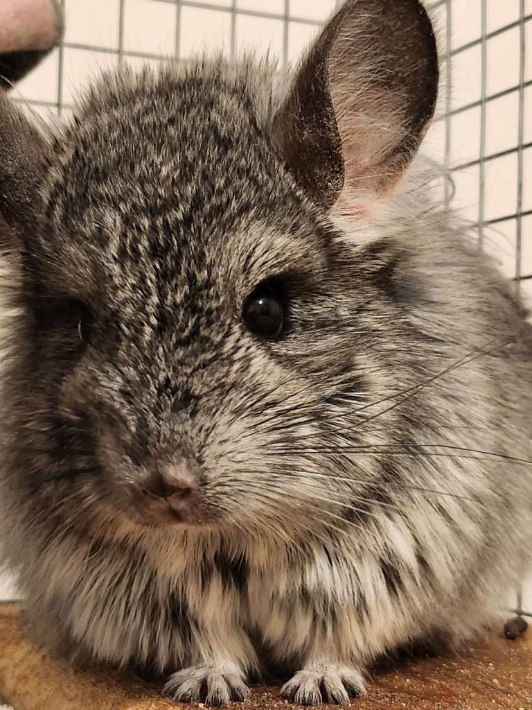 Young chinchillas - 1 left