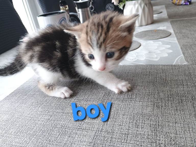 Kittens for sale