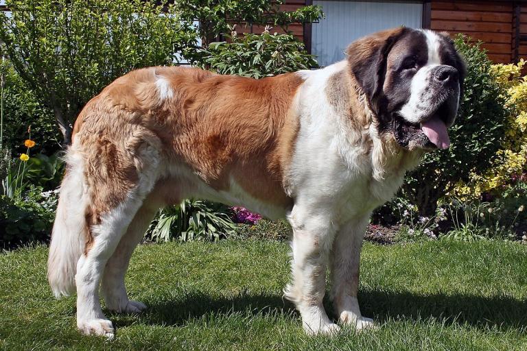 St Bernard Dog for sale
