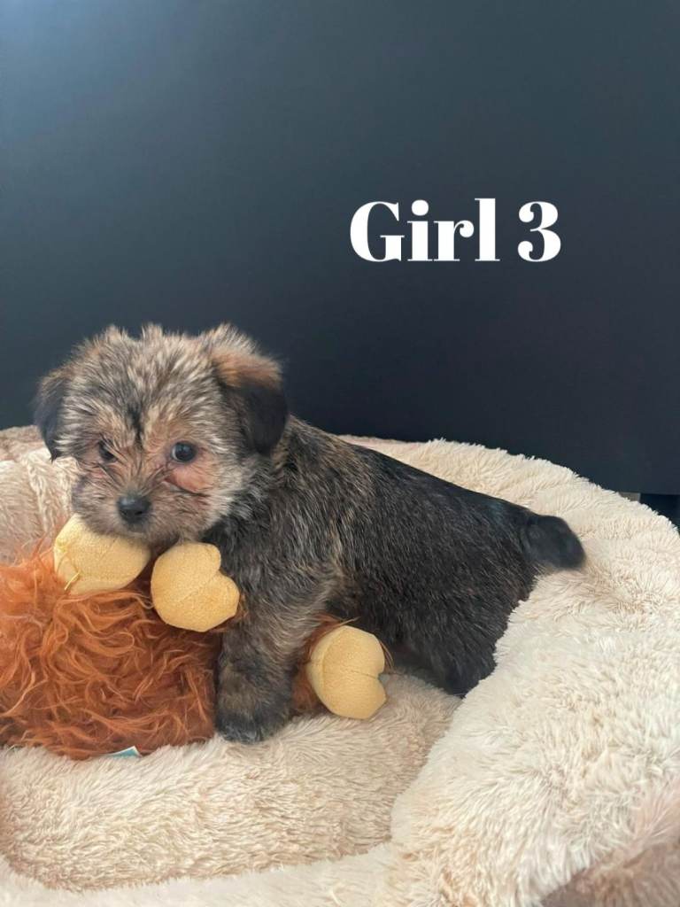 Shorkie puppies ready to go 
