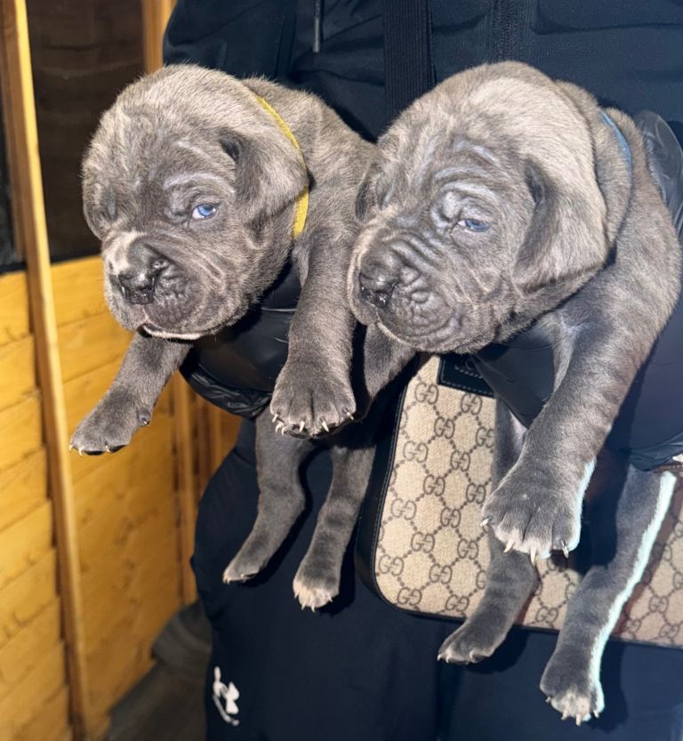 STUNNING PURE CANE CORSO PUPPIES FOR SALE !!!!