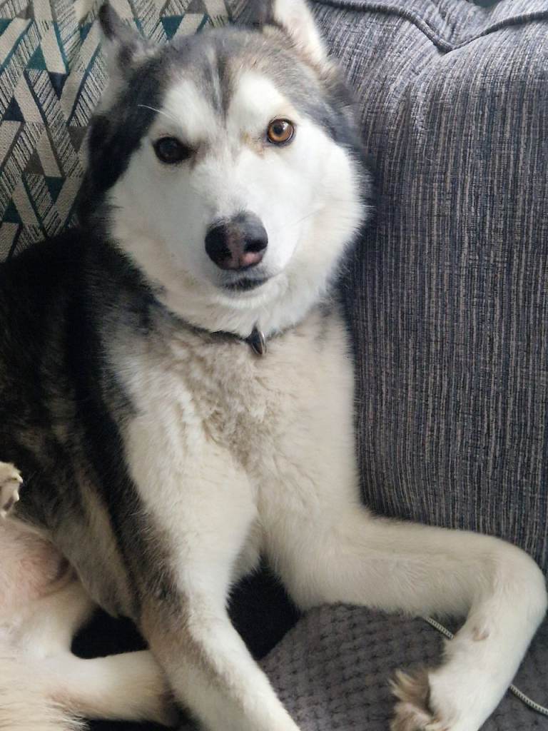 3 year siberian husky for sale