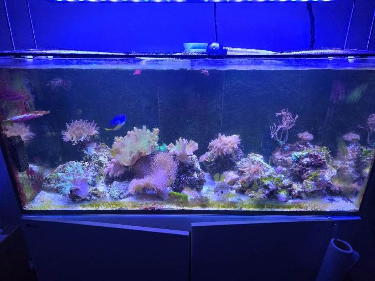 Marine tank breakdown Corals and Fish