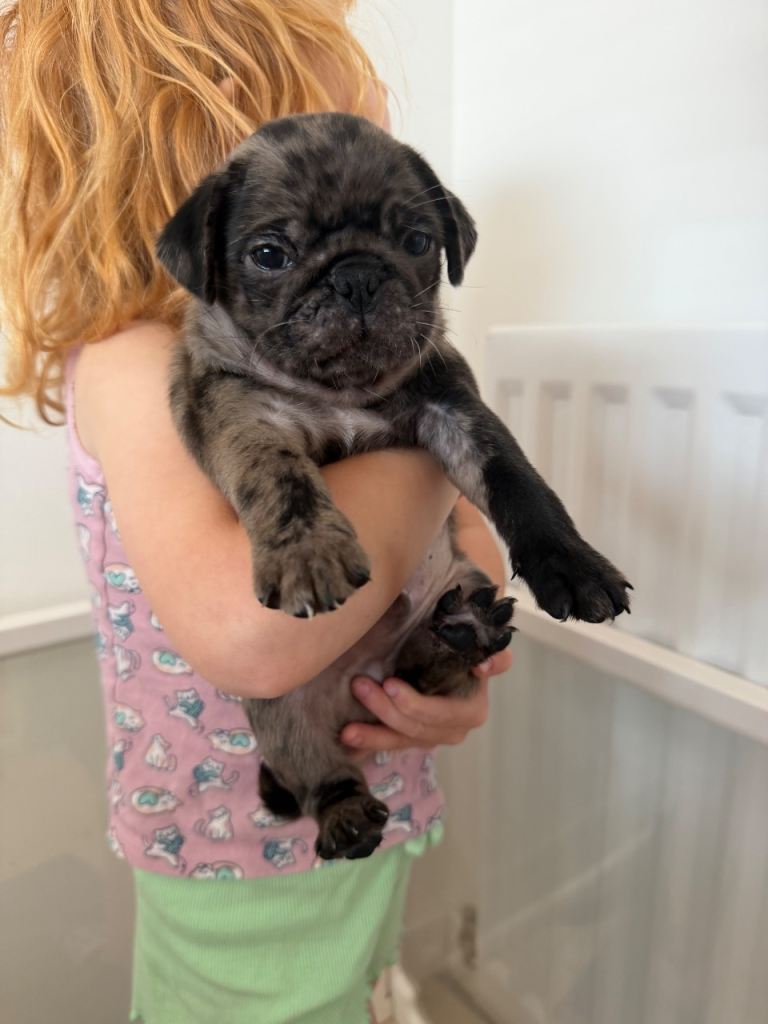 Pug puppies 