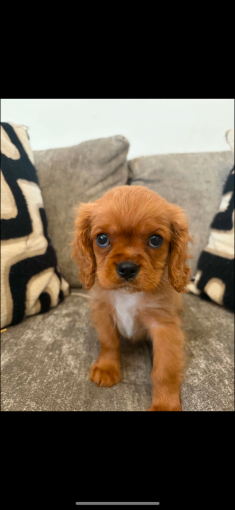Cavalier king Charles 