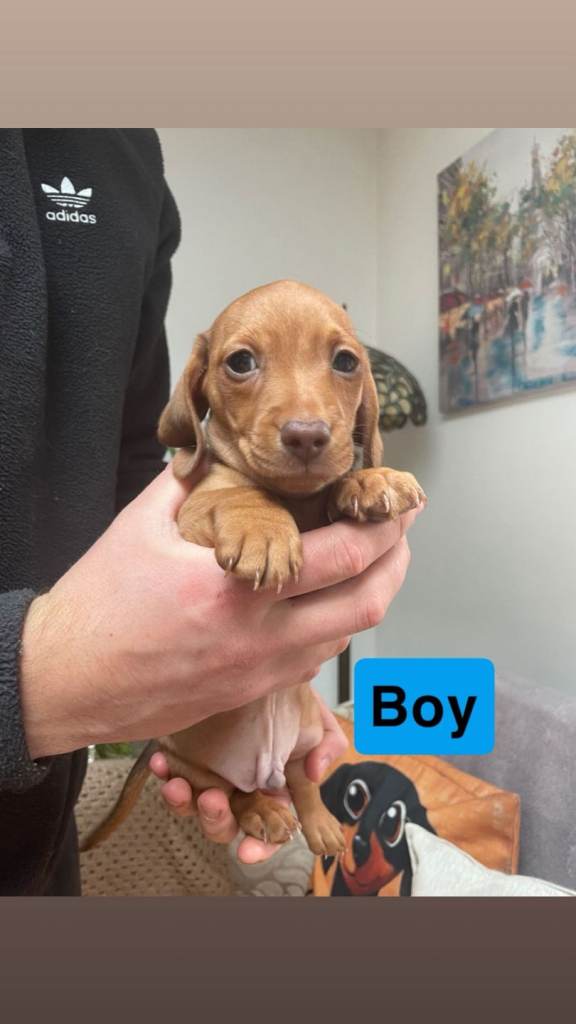 Beautiful miniature dachshund puppies for sale