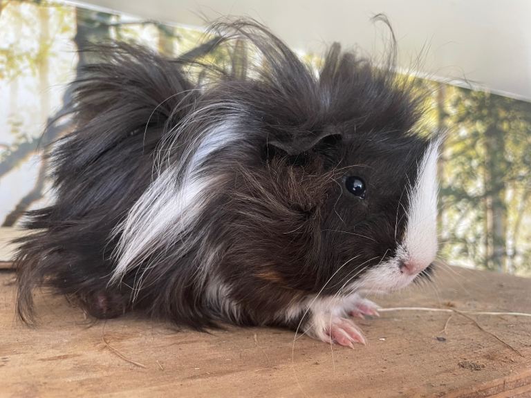 Baby boar guinea pigs 