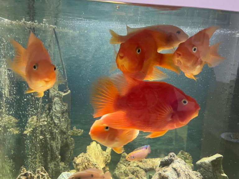 Blood RedParrot Cichlids 