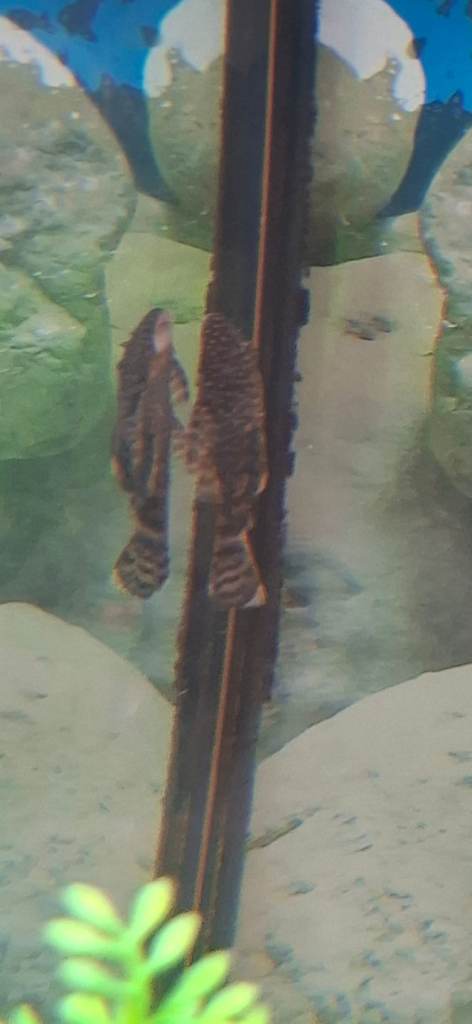 Pleco fish about 2 inches for sale 