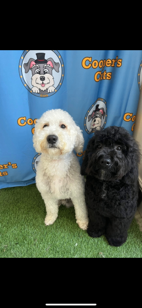 2 beautiful 12 month old Cockerpoo’s for sale 
