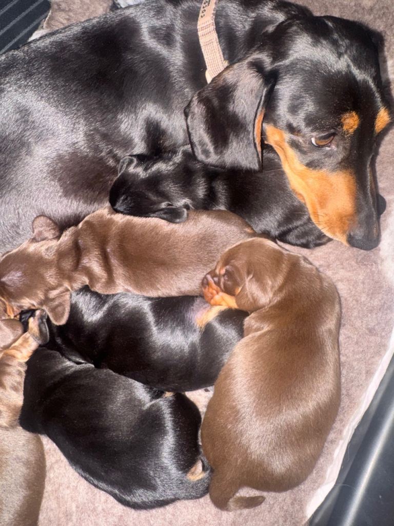 Beautiful litter of miniature Dachshund puppies