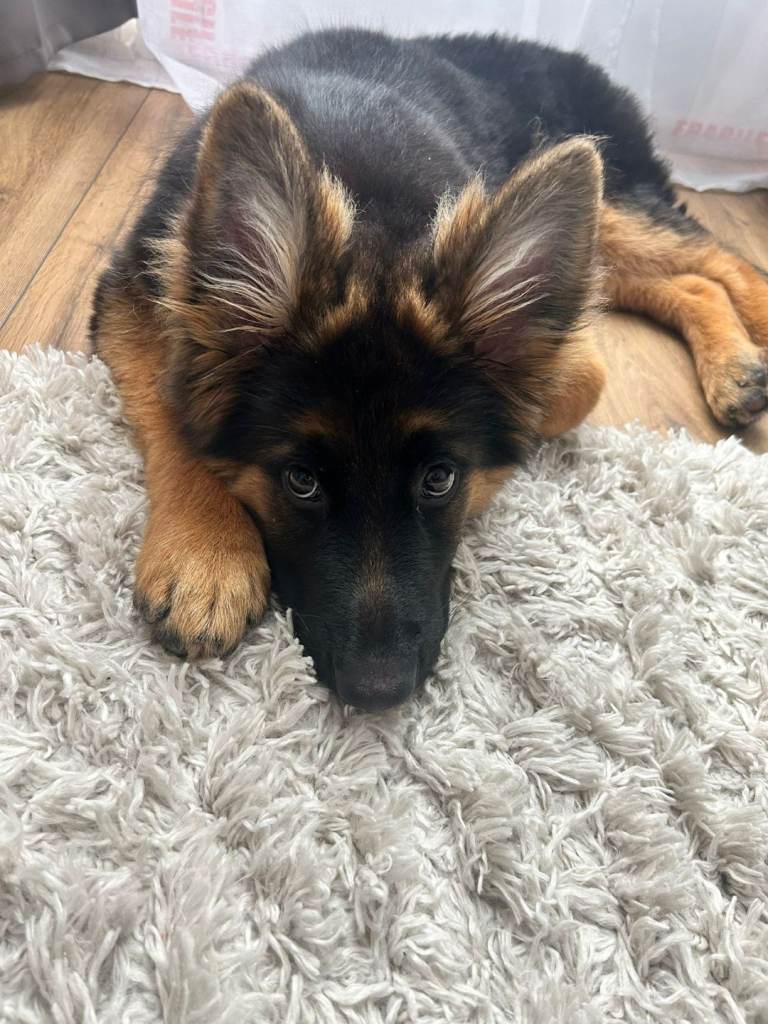 Gsd puppy