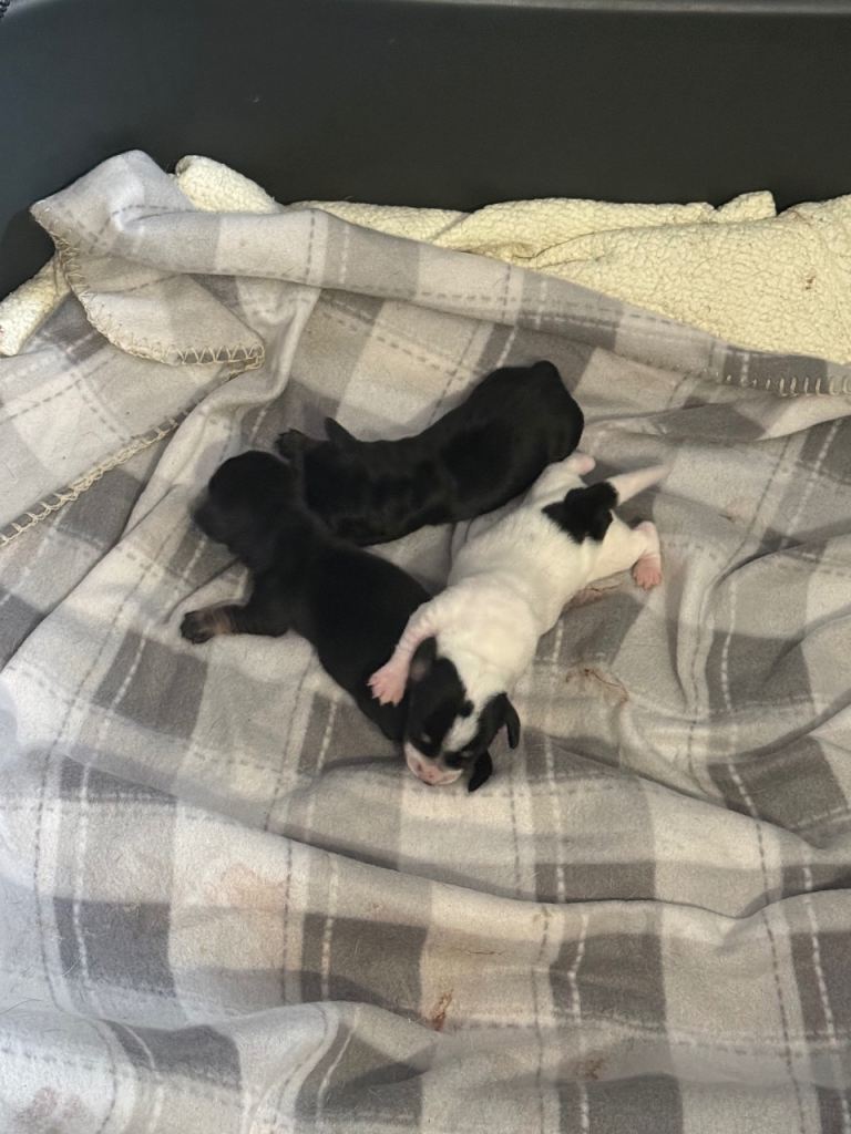 Miniature Dachshunds 