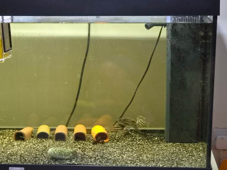 JUWAL RIO 180l FISH TANK AQUARIUM 
