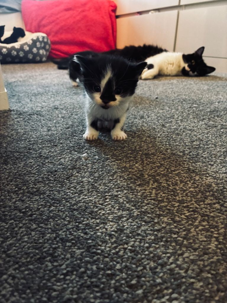 Kittens 