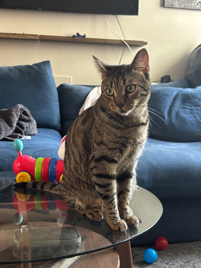 2 Bengal/Tabby and Ragdoll/Bengal