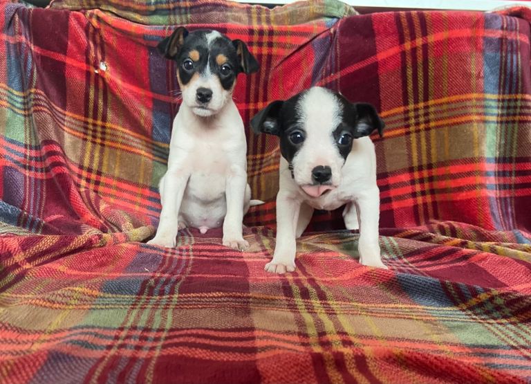 Jack Russell terrier puppies *READY TO LEAVE*