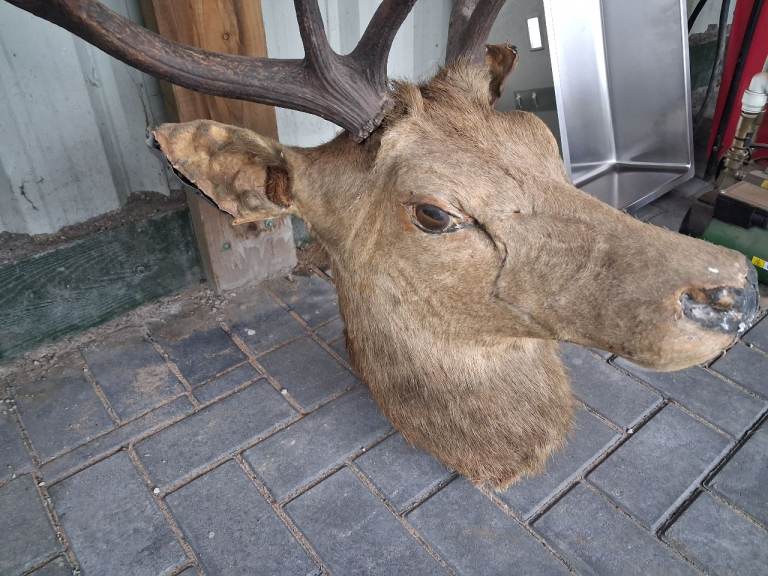 Deer stags Head Taxidermy for Wall Mount – excellent Condition collection only sutton coldfield