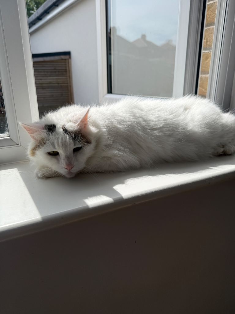Cat To A GOOD HOME
