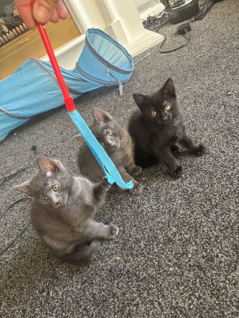 Kittens for sale 