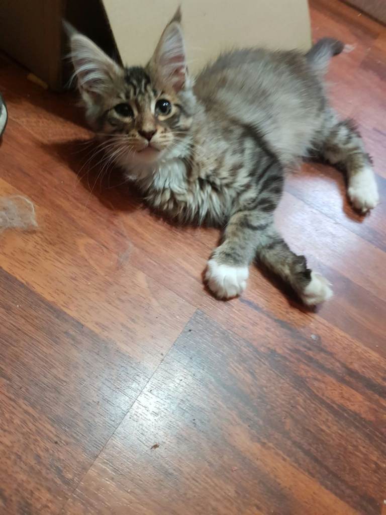 Maine Coon Kitten 1 boy left ready to go now