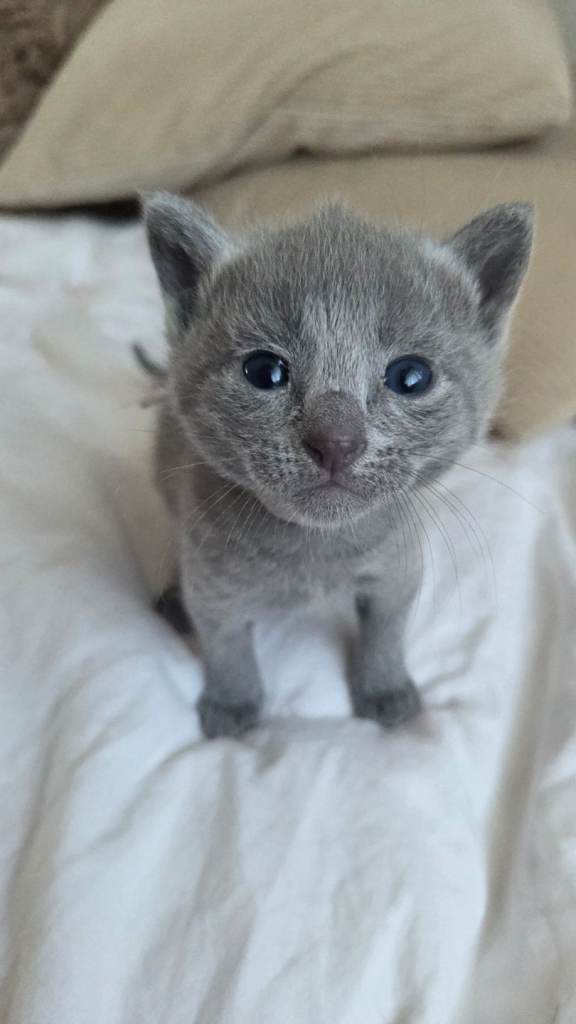  Russian Blue Kittens – TICA Registered, Champion Line – Ready Soon