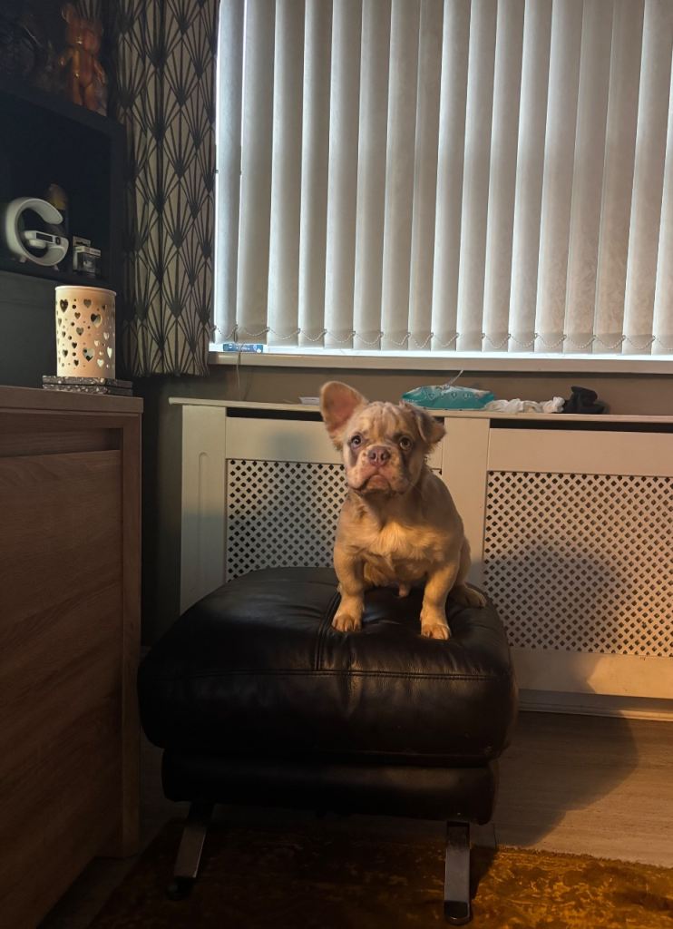 Ready Now Fluffy French Bulldogs Merle Fluffie lilac testable 