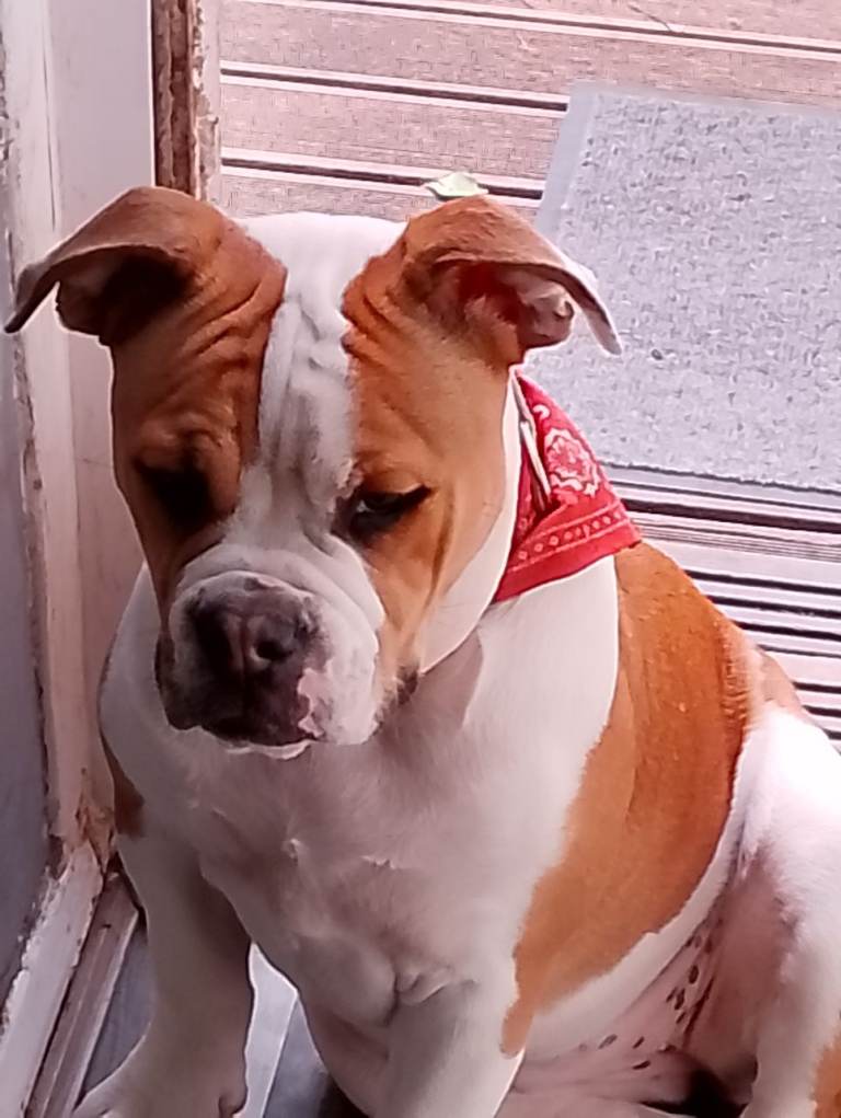 American bull dog 