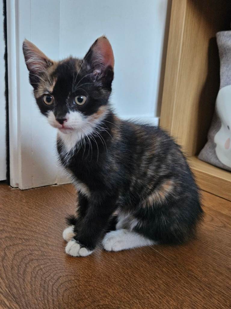 Happy kittens are looking for new home