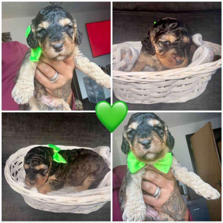 Gorgeous Cockapoo Puppies
