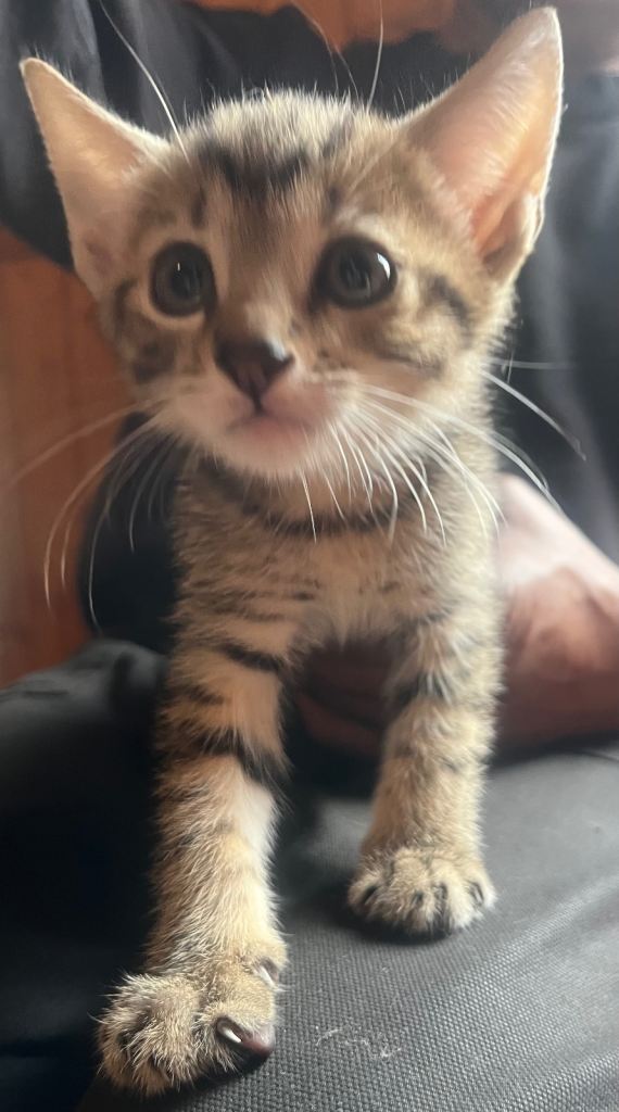 Kittens 