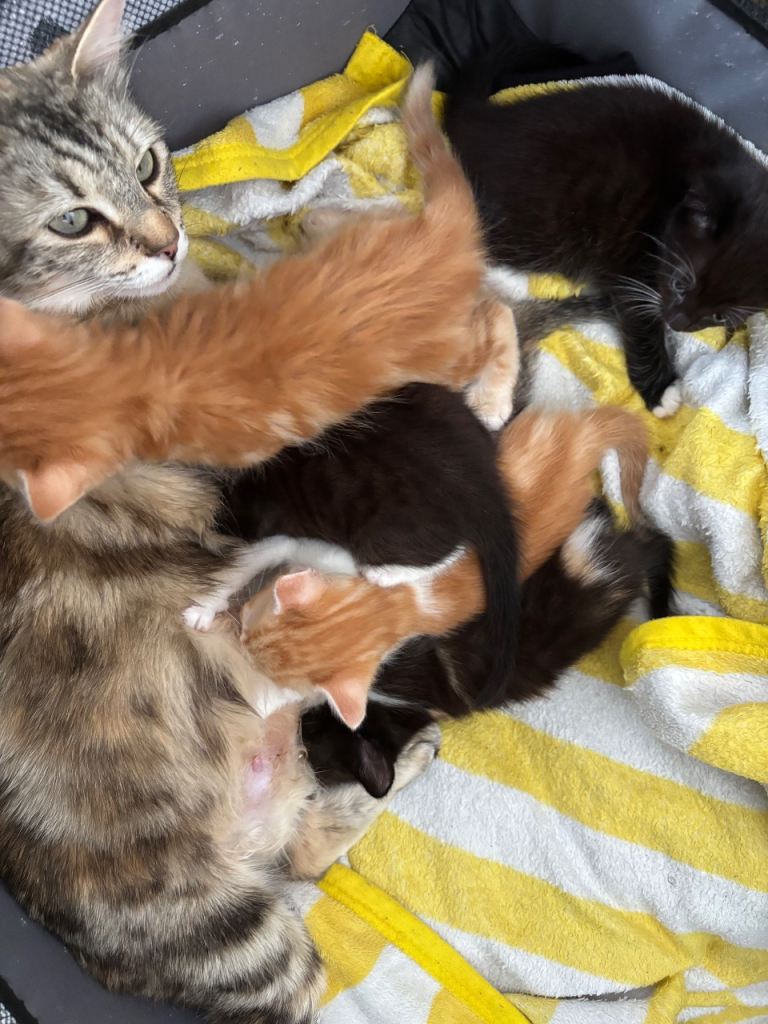 Kittens for sale | Ready today! | please read description