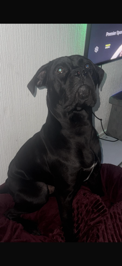 Black cane corso 