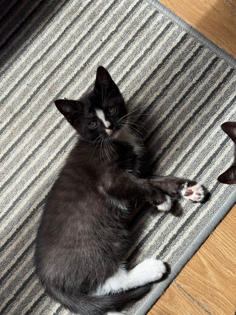  Two adorable kittens, looking for a nice owners 