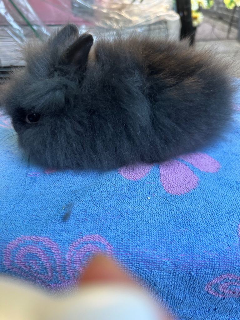 Lionhead Rabbits 