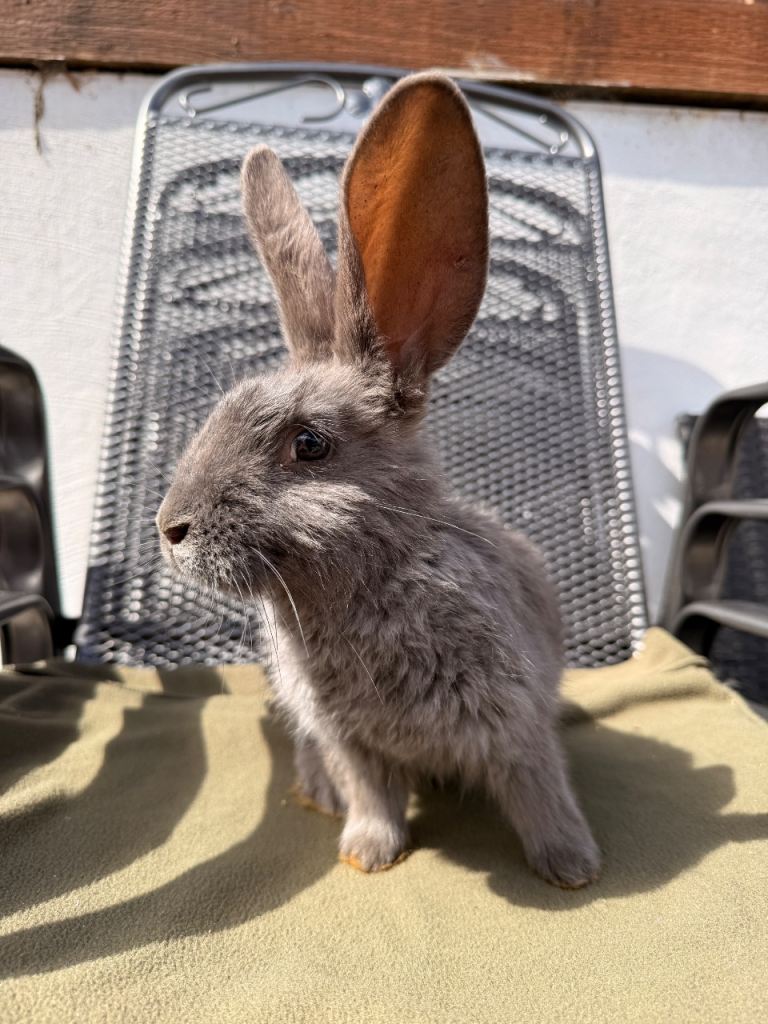 Continental Giant X New Zealand White Bunnies 