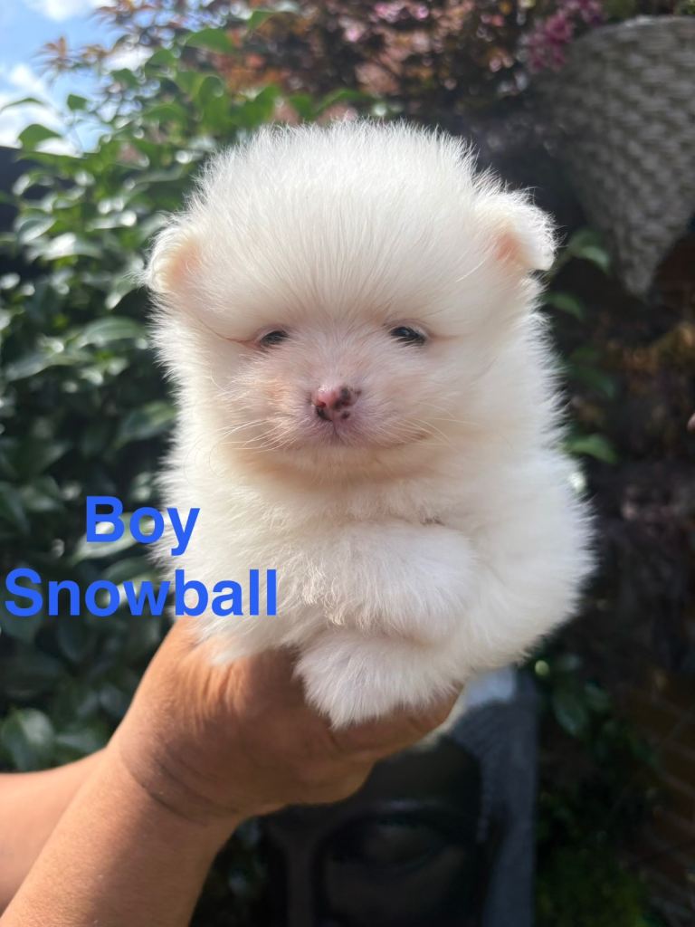 Pomeranian Puppies  