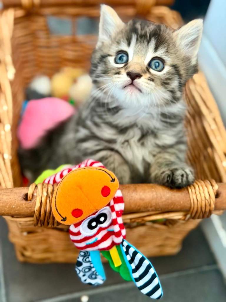 Longhair kittens