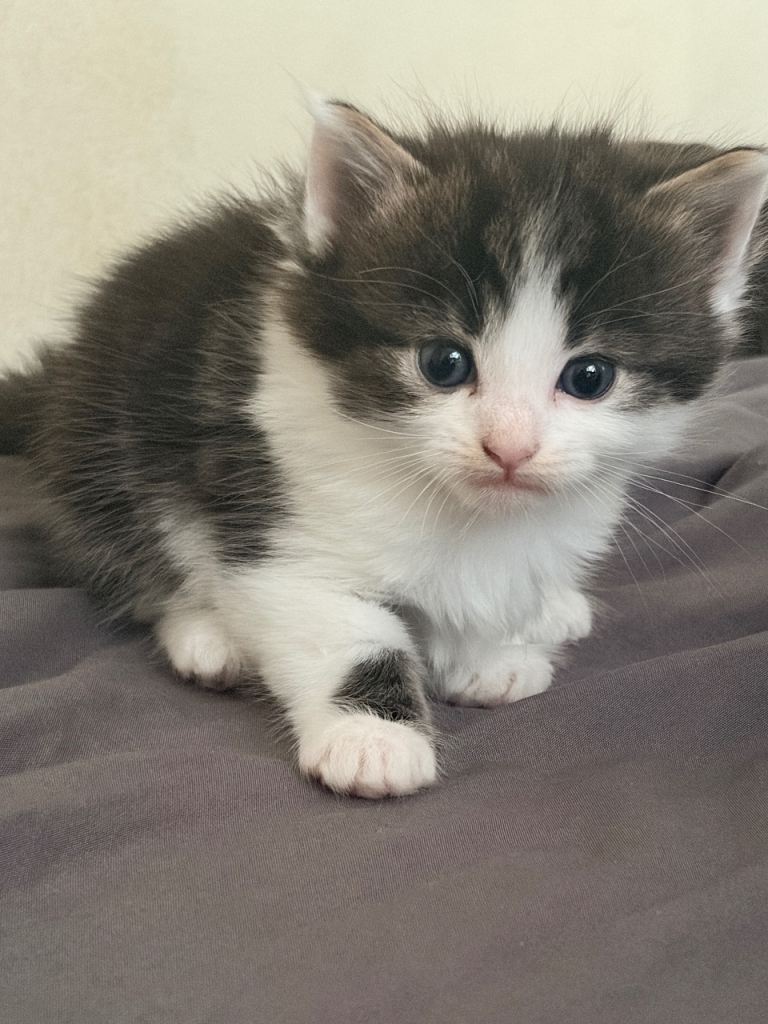 4 healthy Kitten  - £180 (open to offers) 