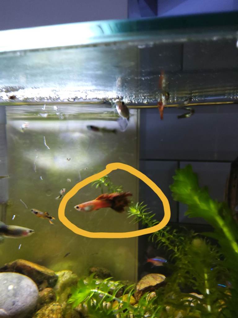 Beautiful small fish- Red blonde males and females