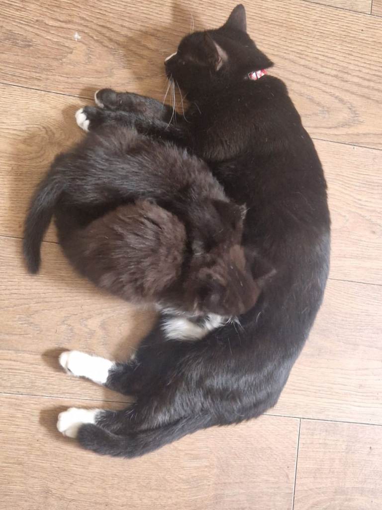 kittens 